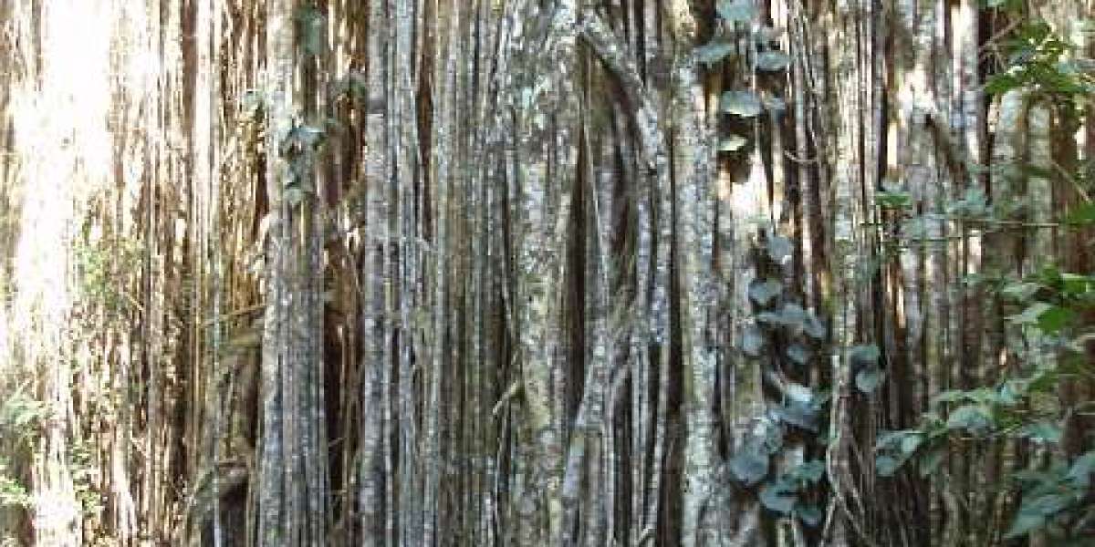 Review of Ricky Online Casino in Australia