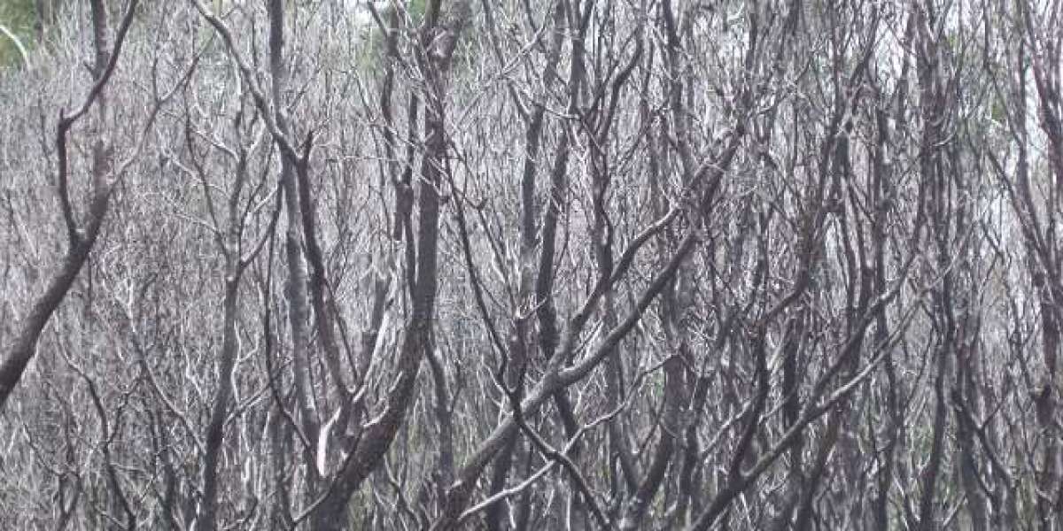 Level Up Casino Elevate your play at LevelUpCasino! Bonuses await players!