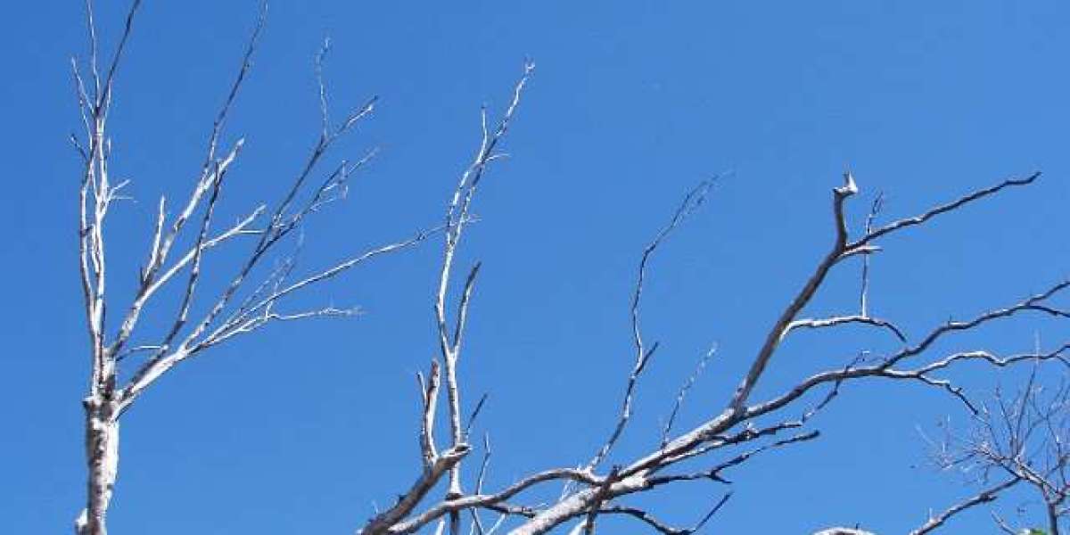 The Clubhouse Casino Review 2025 Play Many Games