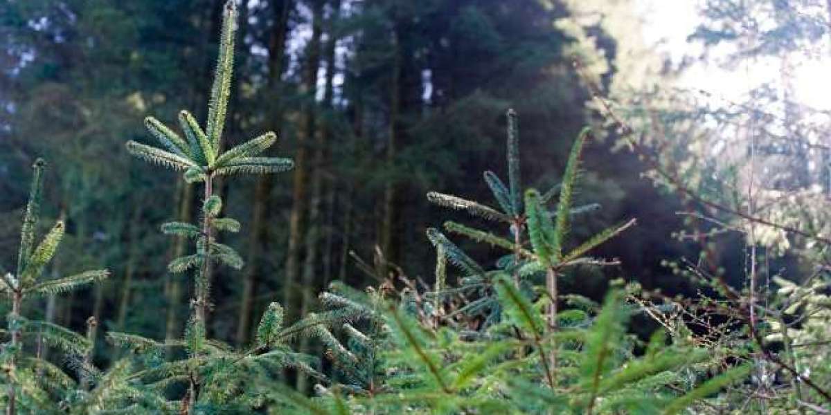 Secure Access to Online Pokies & Games