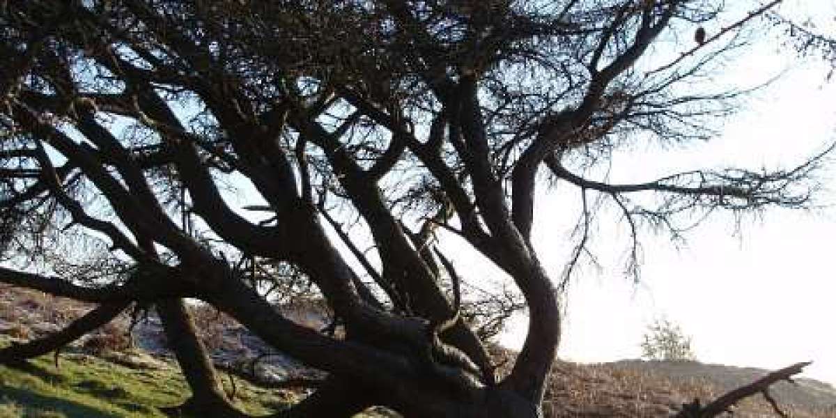 RocketPlay Casino Bonuses No Deposit Bonus Codes November 2025