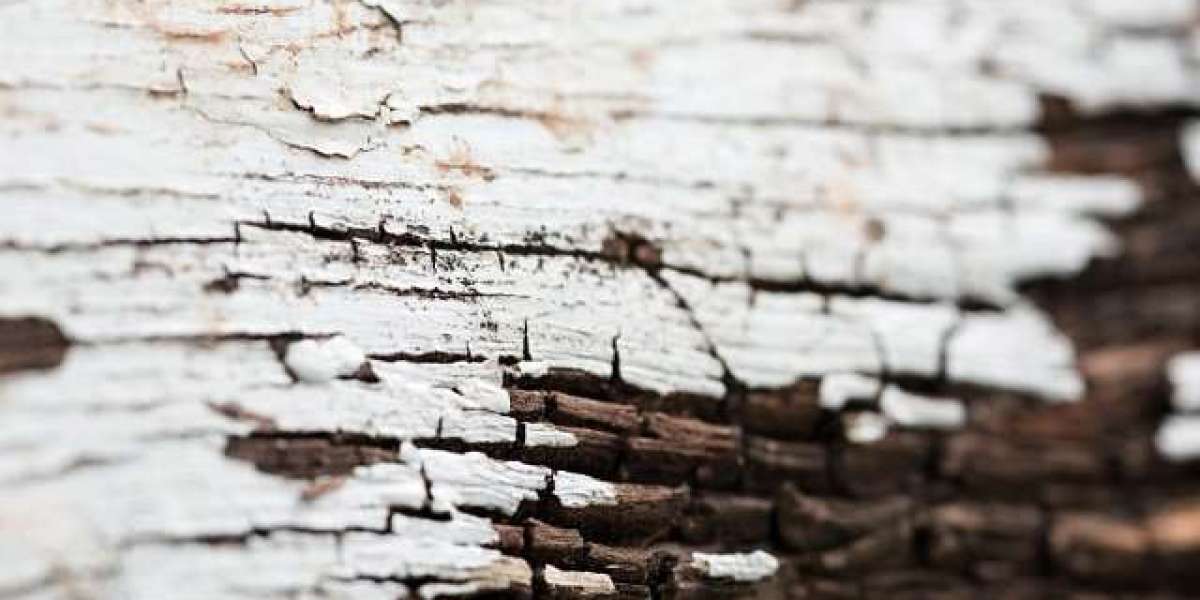 Meet the People Behind the Play