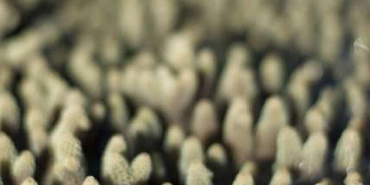 Skycrown Casino Exclusive Pokies & Quick Cashouts