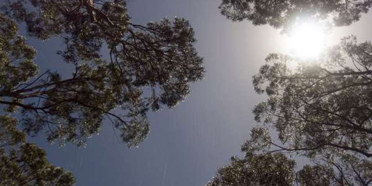 Sports Betting and Online Casino in Australia 2025