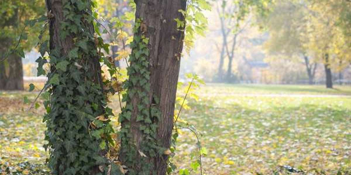 Best online casinos in the U S. that pay real money November 2025