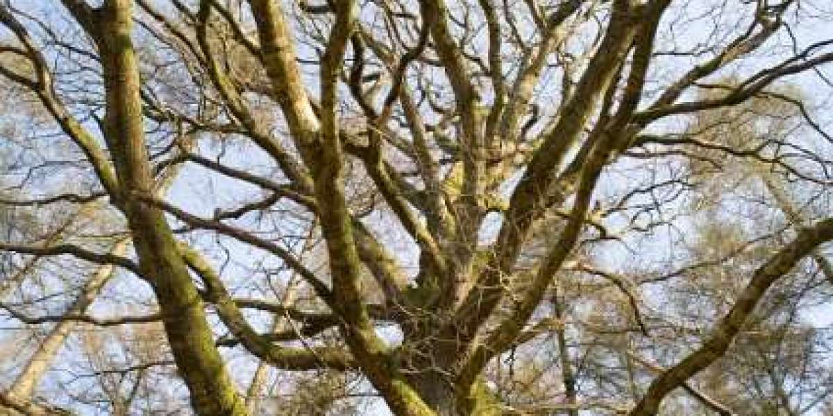 Pokies Online & Live Games in Australia