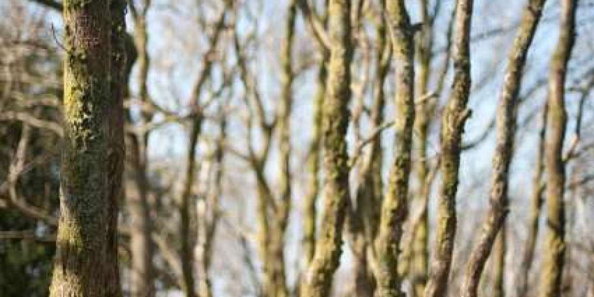 Best Online Live Casinos 2025 Play at the Top US Live Casinos