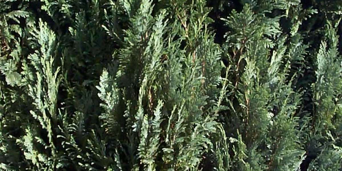 Nineteen at The Star Rooftop bar in Gold Coast