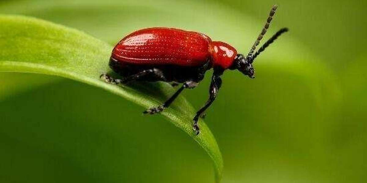 1xbet Promo Code for Registration in Nigeria: UBASO - Up to N600K Welcome Bonus