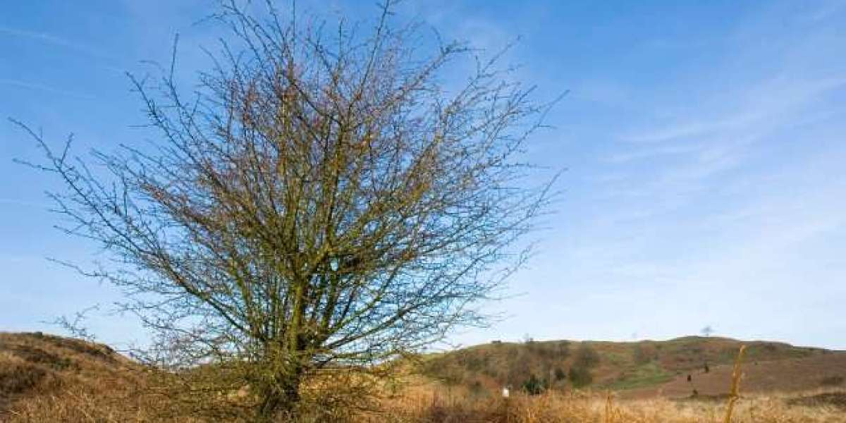 Top Online Casino Games for Real Money to Play in USA 2025